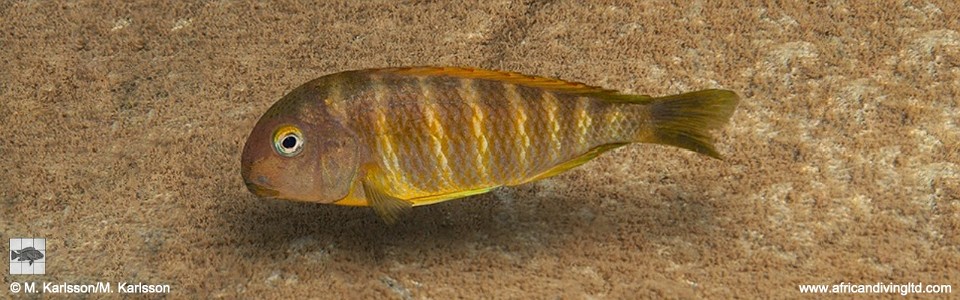 Tropheus brichardi 'Masaka Point' (Bulombora)