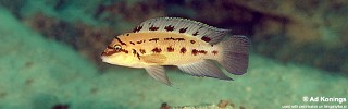 Chalinochromis sp. 'ndobhoi' Bulu Point.jpg
