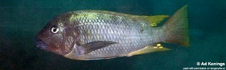 Petrochromis sp. 'texas isonga' Busisi Bay.jpg