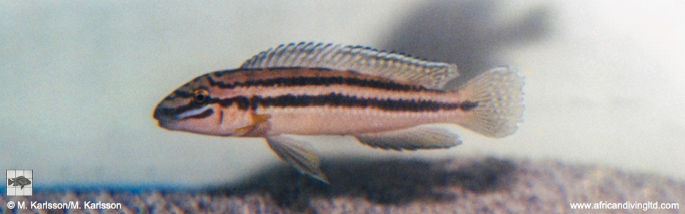 Julidochromis cf. marksmithi 'Bwasa'<br><font color=gray>Julidochromis sp. 'Marksmithi Bwasa' Bwasa</font>