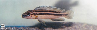 Julidochromis cf. marksmithi 'Bwasa'.jpg