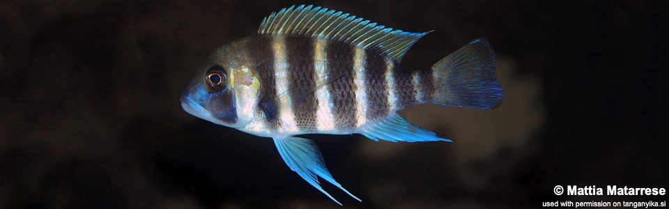 Cyphotilapia frontosa 'Cape Bangwe'<br><font color=gray>7-bar frontosa</font>