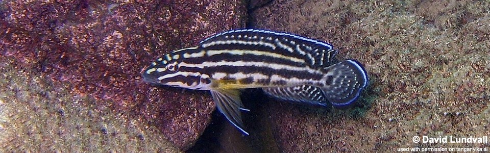 Julidochromis cf. regani 'Bangwe Point'