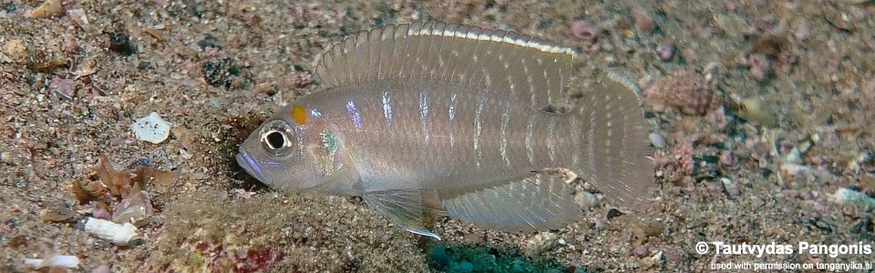 Neolamprologus brevis 'Cape Bangwe'