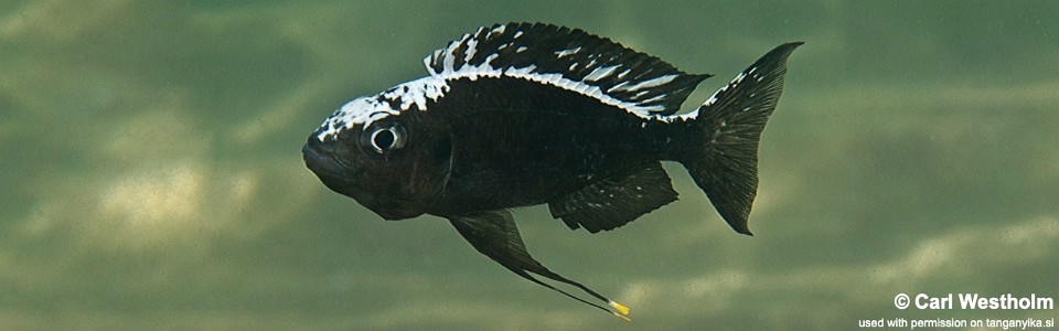 Ophthalmotilapia sp. 'whitecap' Cape Bangwe<br><font color=gray>Ophthalmotilapia ventralis 'Cape Bangwe'</font>