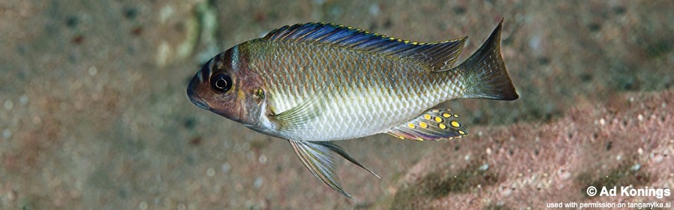 Petrochromis orthognathus 'Cape Bangwe'