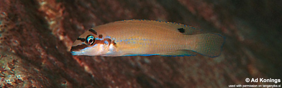 Chalinochromis brichardi 'Cape Chaitika'