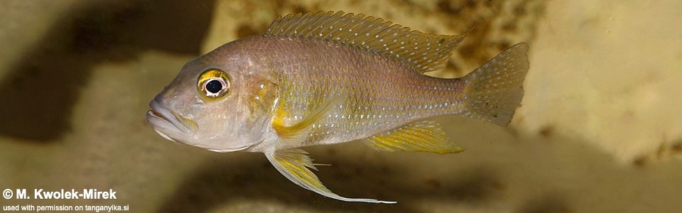 Greenwoodochromis staneri 'Cape Chaitika'<br><font color=gray>Limnochromis staneri 'Cape Chaitika'</font>