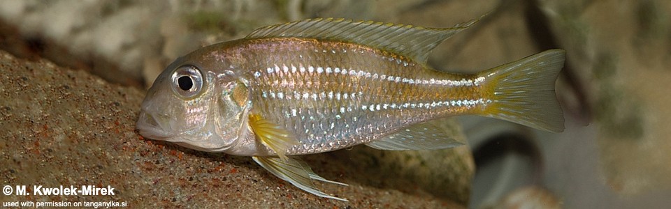 Limnochromis auritus 'Cape Chaitika'
