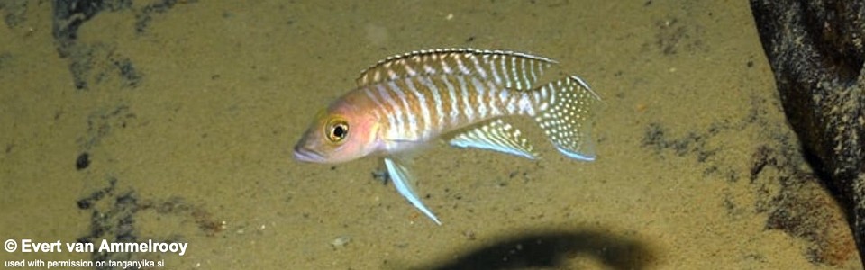 Neolamprologus sp. 'ventralis striped' Cape Chaitika