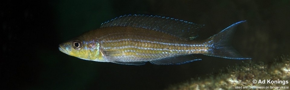 Paracyprichromis brieni 'Cape Chaitika'