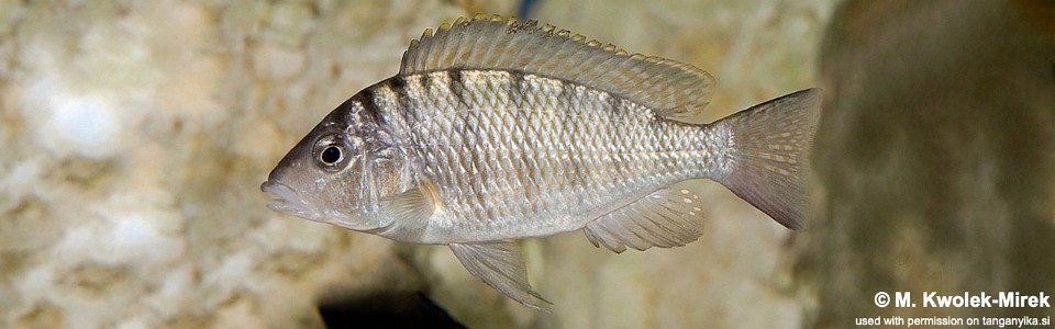 'Gnathochromis' pfefferi 'Cape Chaitika'