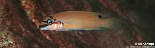 Chalinochromis brichardi 'Cape Chaitika'.jpg