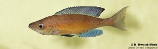 Cyprichromis pavo 'Cape Chaitika'.jpg