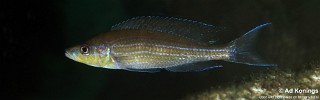 Paracyprichromis brieni 'Cape Chaitika'.jpg