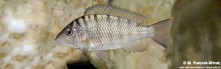 exGnathochromis pfefferi 'Cape Chaitika'.jpg