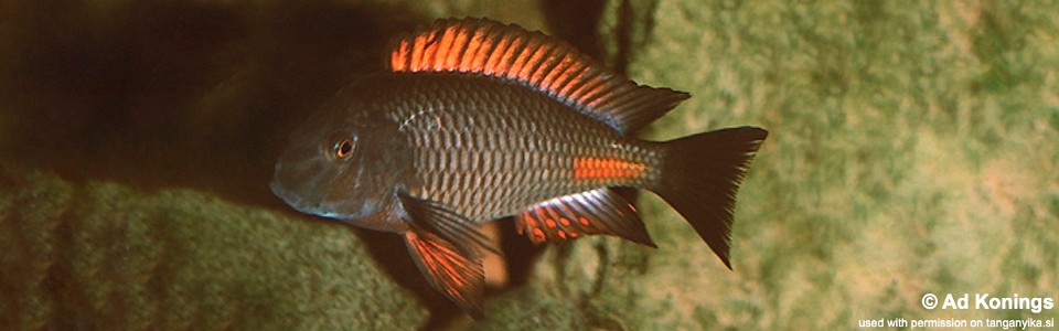 Tropheus sp. 'red' Cape Chipimbi<br><font color=gray>Chipimbi Moorii</font> 