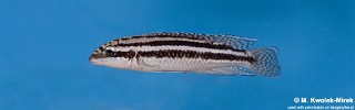 Julidochromis dickfeldi 'Cape Chipimbi'.jpg