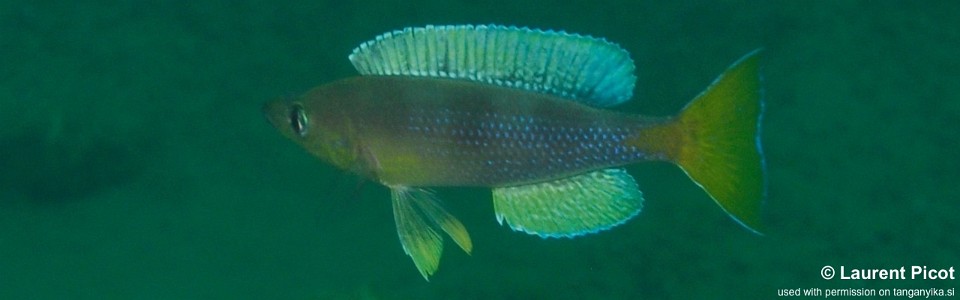 Cyprichromis sp. 'dwarf jumbo' Cape Kabogo<br><font color=gray>Cyprichromis sp. 'leptosoma kigoma' Cape Kabogo</font> 