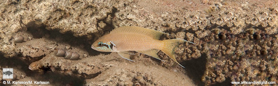 Neolamprologus brichardi 'Cape Kabogo'