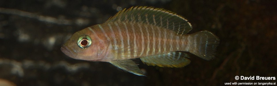 Neolamprologus similis 'Cape Kabogo'