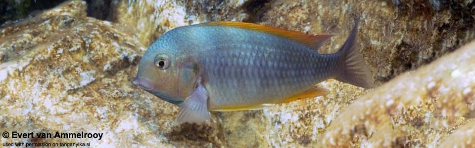 Pseudosimochromis curvifrons 'Cape Kabogo'