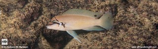 Chalinochromis brichardi 'Cape Kabogo'.jpg
