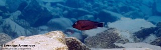 Petrochromis famula 'Cape Kabogo'.jpg