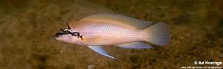 Chalinochromis brichardi 'Cape Kachese'.jpg