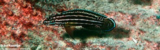 Julidochromis cf. regani 'Cape Kachese'.jpg