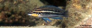 Julidochromis dickfeldi 'Cape Kachese'.jpg