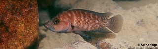Neolamprologus obscurus 'Cape Kachese'.jpg