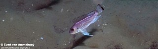 Triglachromis otostigma 'Cape Kachese'.jpg