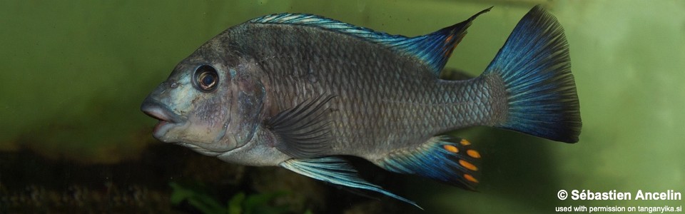 Petrochromis sp. 'blue giant' Cape Mpimbwe<br><font color=gray>Petrochromis sp. 'giant' Cape Mpimbwe</font>