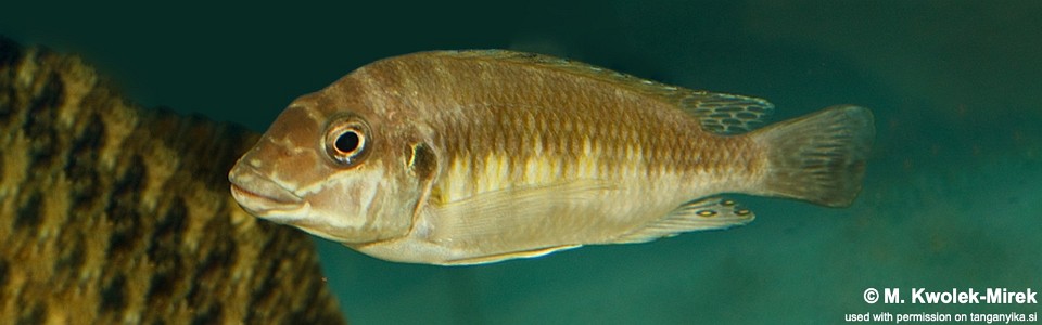 Petrochromis sp. 'orthognathus ikola' Cape Mpimbwe