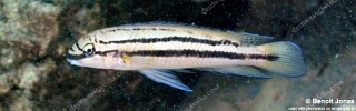 Chalinochromis sp. 'bifrenatus striped' Cape Mpimbwe.jpg