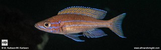 Paracyprichromis nigripinnis 'Cape Mpimbwe'.jpg