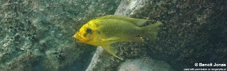Petrochromis ephippium 'Cape Mpimbwe'.jpg