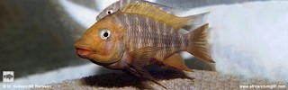 Petrochromis sp. 'red mpimbwe' Cape Mpimbwe.jpg