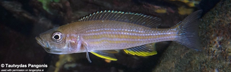 Paracyprichromis brieni 'Cape Nambeyeye'
