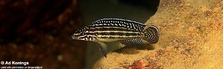 Julidochromis cf. regani 'Cape Nangu'.jpg