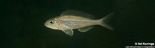 Microdontochromis rotundiventralis 'Cape Nangu'.jpg