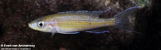 Paracyprichromis brieni 'Cape Nangu'.jpg