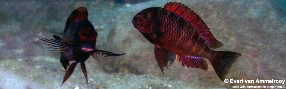 Tropheus sp. 'red' Chibwensolo<br><font color=gray>Red Zambia Moorii</font> 