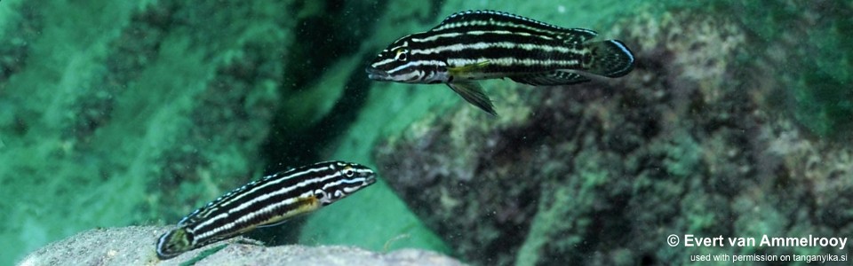 Julidochromis cf. regani 'Chilanga'