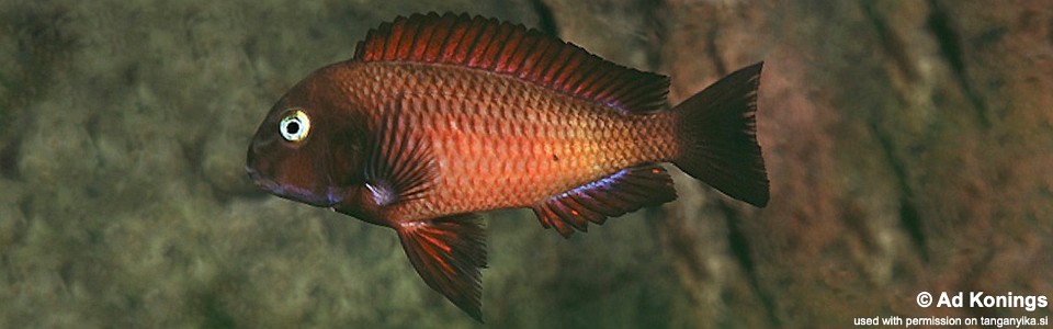 Tropheus sp. 'red' Chilanga