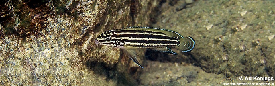Julidochromis cf. regani 'Chimba'