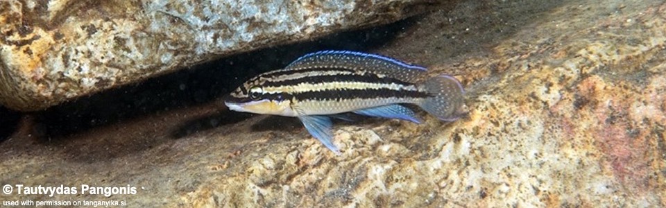 Julidochromis dickfeldi 'Chimba'