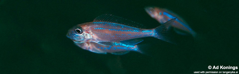 Microdontochromis rotundiventralis 'Chimba'<br><font color=gray>Xenotilapia rotundiventralis 'Chimba'</font>