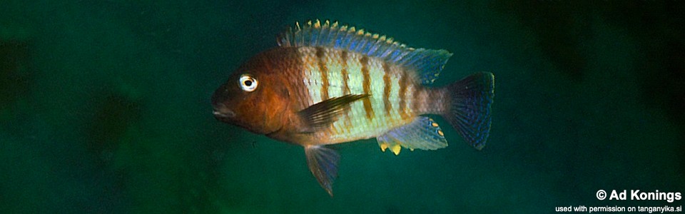 Petrochromis famula 'Chimba'<br><font color=gray>Blue Fin</font>